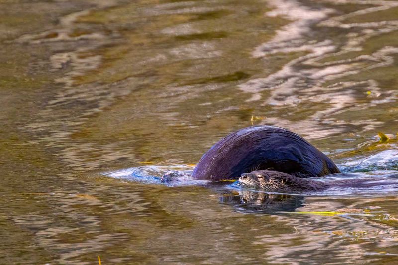 RiverOtters110524.jpg