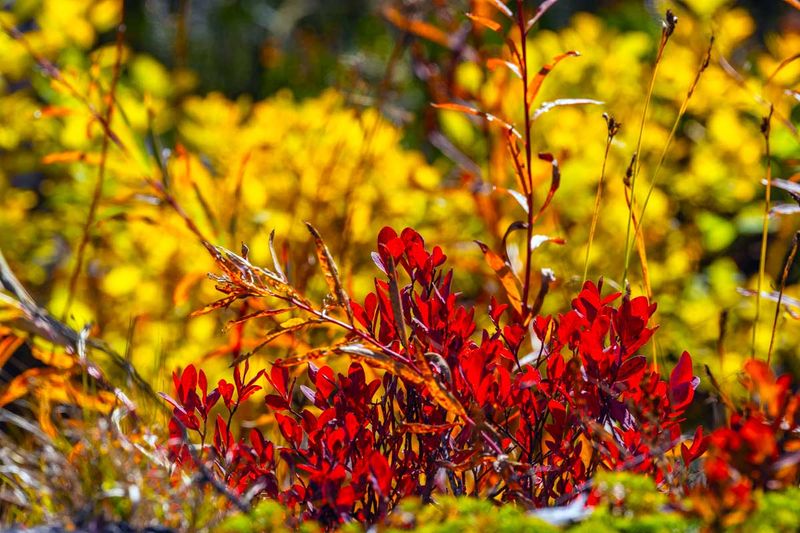 BlueHuckelberryFoliage100724.jpg