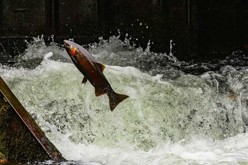 ClearingTheWeir.jpg