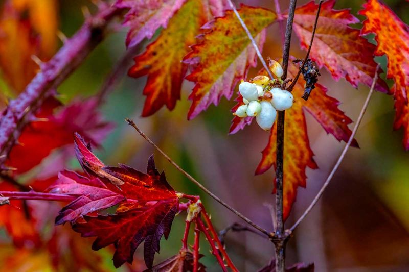 SnowBerries111224.jpg