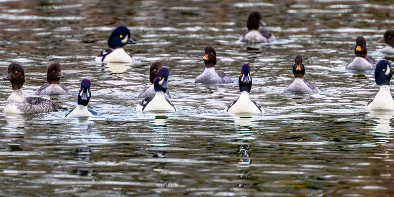 BarrowsGoldeneyes111924.jpg