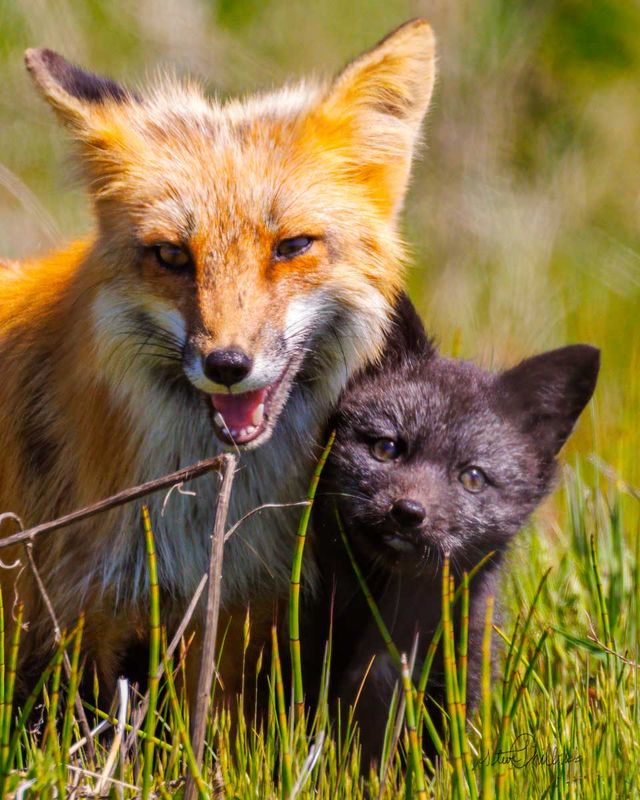 Fox_N_Kit051023_Crop.jpg