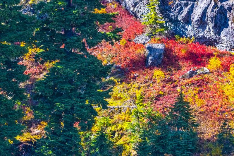BlueHuckelberryFoliage100724_2.jpg