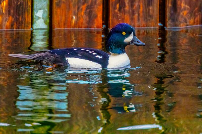 BarrowsGoldeneyes112324_2.jpg
