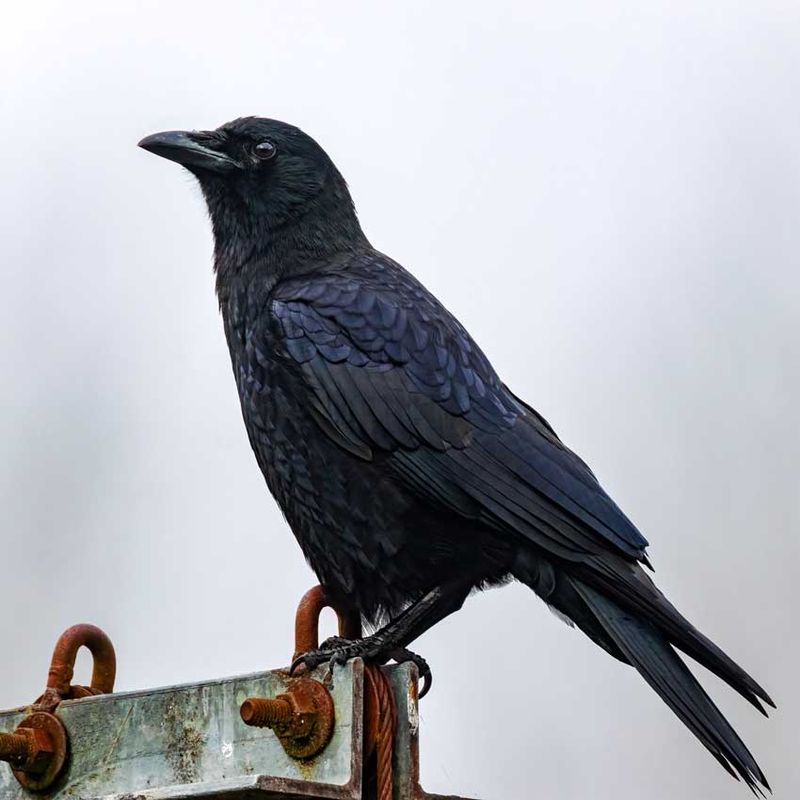 Crows112324_2.jpg