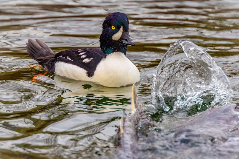 BarrowsGoldeneyes112324_3.jpg