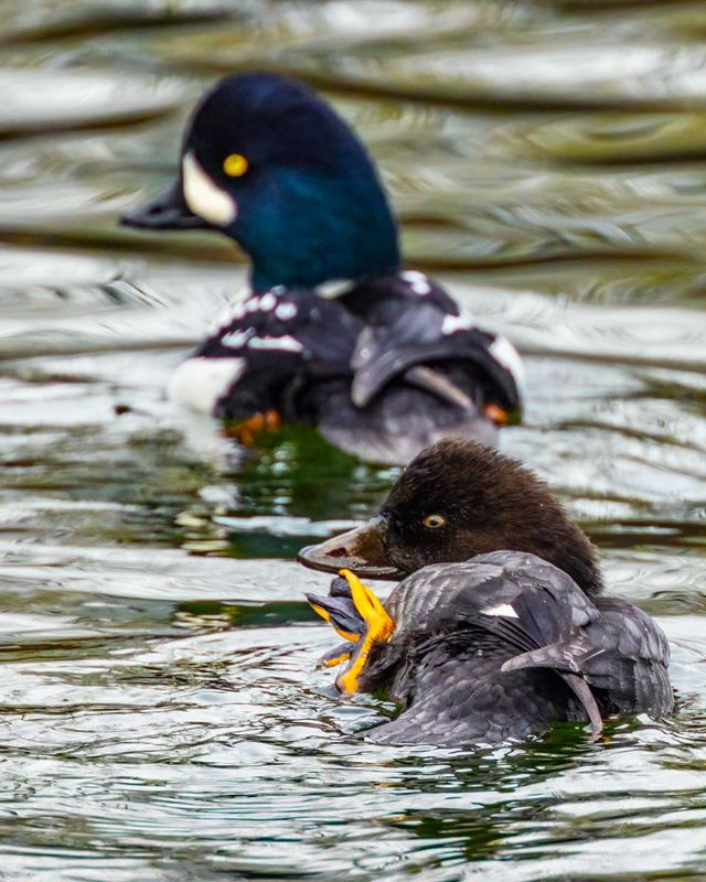 BarrowsGoldeneyes112324.jpg