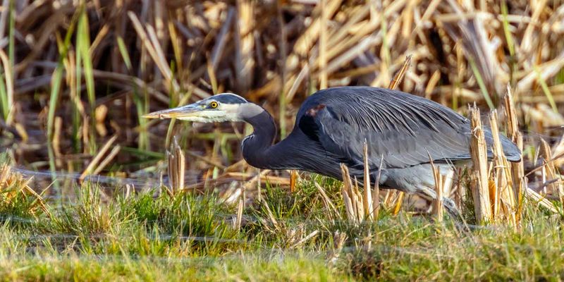 GBH112924_3.jpg