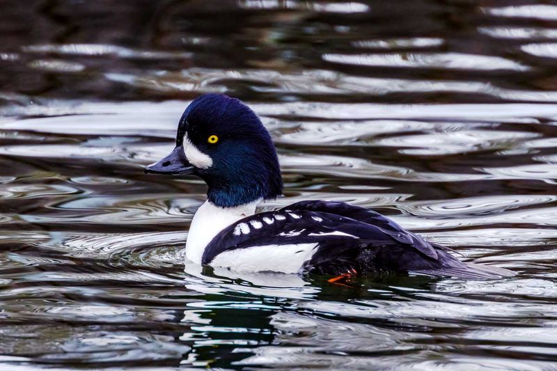 BarrowsGoldeneyes112324_5.jpg