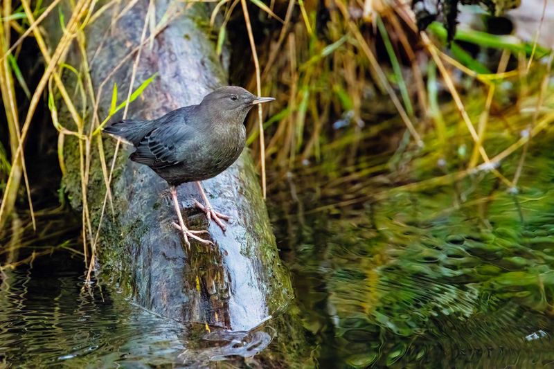 AmericanDipper111524_2.jpg