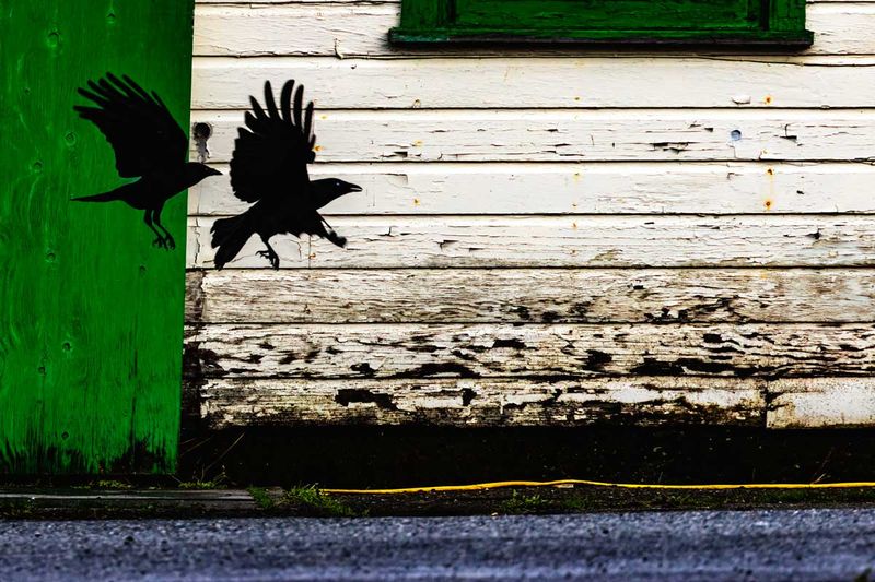 Crows112324.jpg