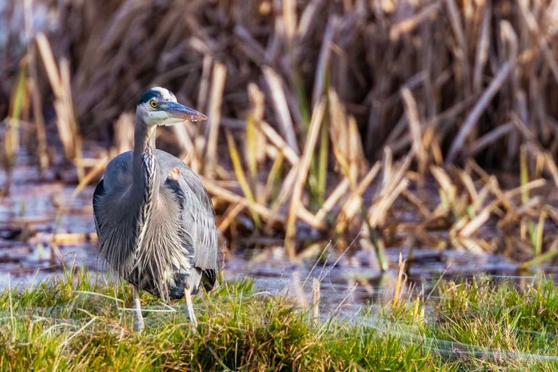 GBH112924_4.jpg