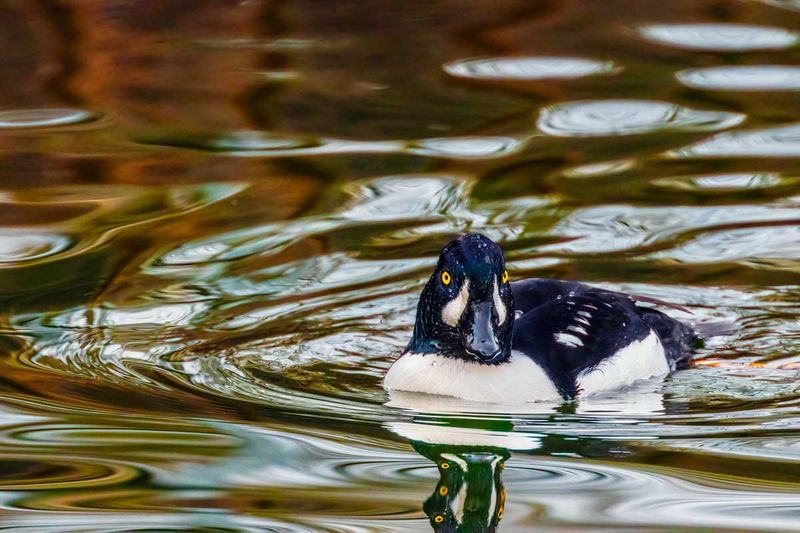 BarrowsGoldeneyes112324_6.jpg
