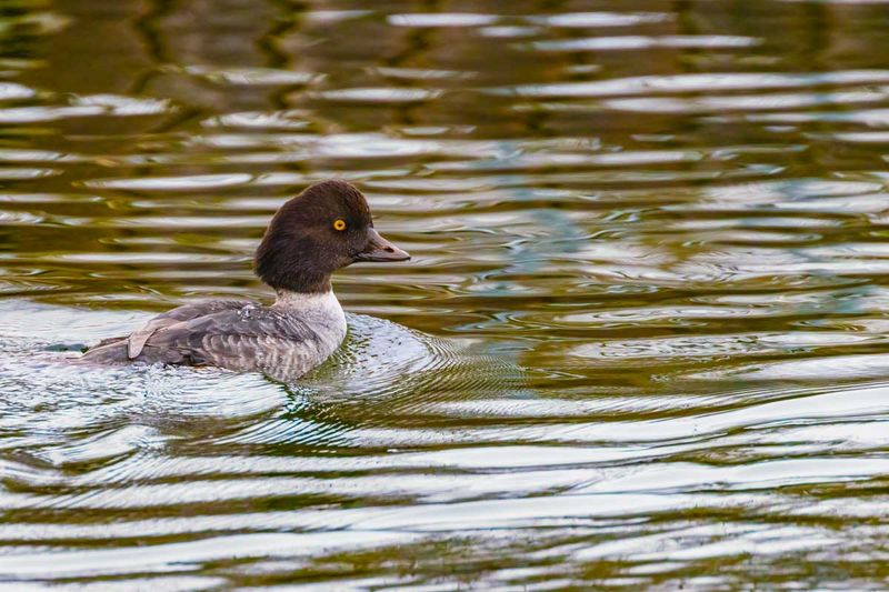BarrowsGoldeneyes111924_2.jpg