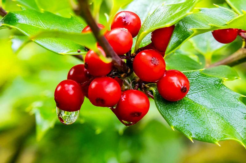 HollyBerries102924_4.jpg