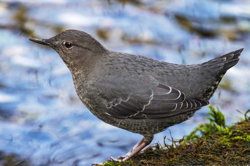 AmericanDipper110824.jpg
