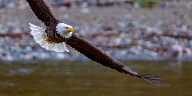 BaldEagle121824_4.jpg