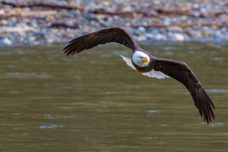 BaldEagle121824.jpg