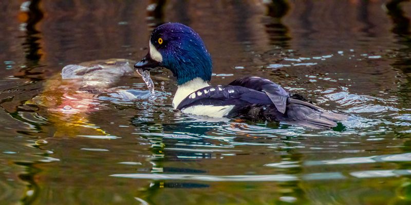 BarrowsGoldeneyes112324_7.jpg