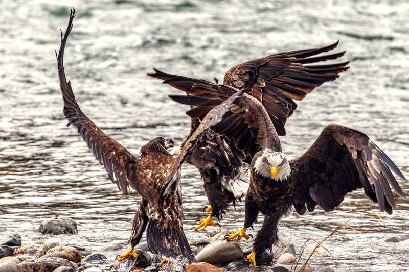 Eagles122224.jpg