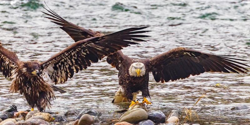 Eagles122224_3.jpg
