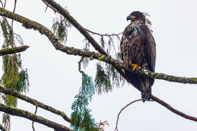 Eagles122224_4.jpg