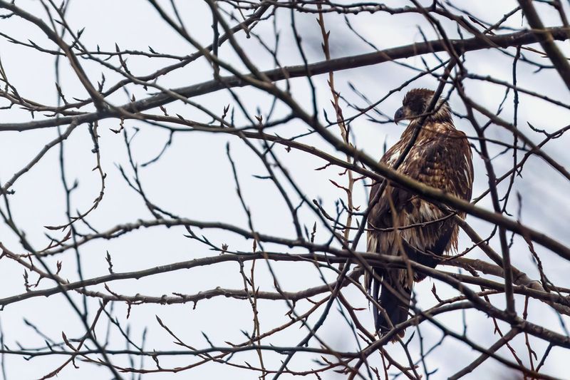 EaglesRockportWA122924_2.jpg