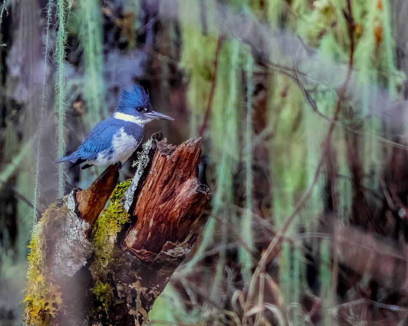 BeltedKingfisher010125.jpg