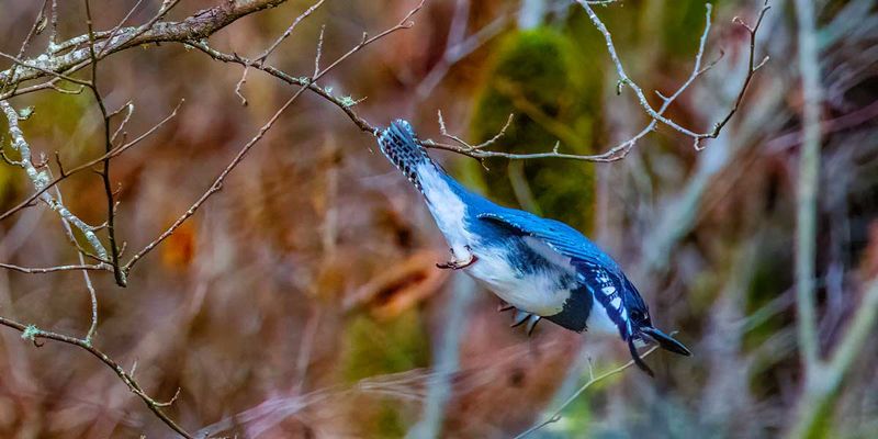 BeltedKingfisher010125_2.jpg