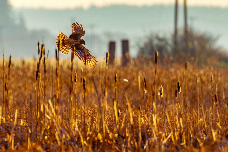 NorthernHarrier010825_3.jpg