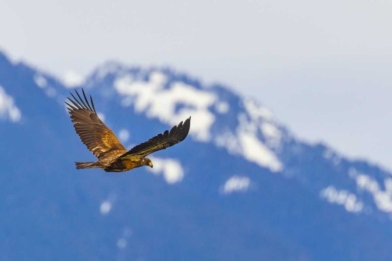 JuvenileBaldEagles010925.jpg