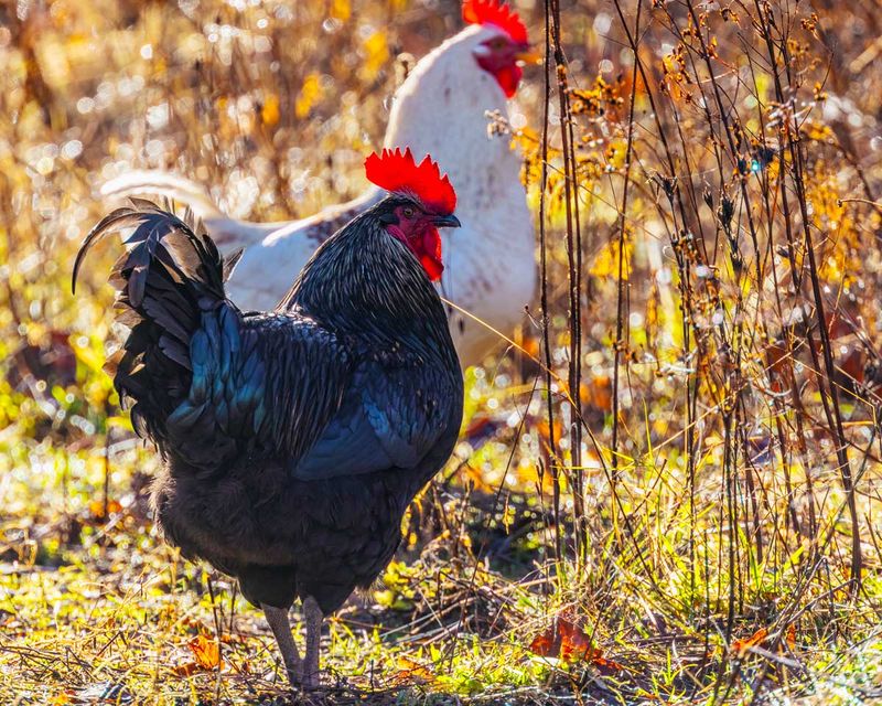 Chickens010925.jpg