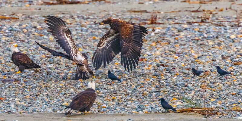BaldEagles010925.jpg