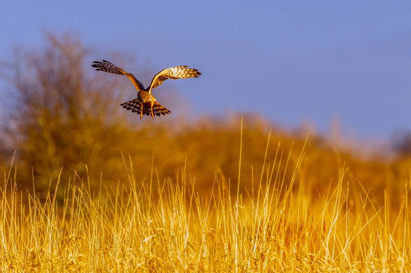 NorthernHarrier010825_2.jpg