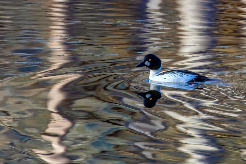 Goldeneye011425.jpg