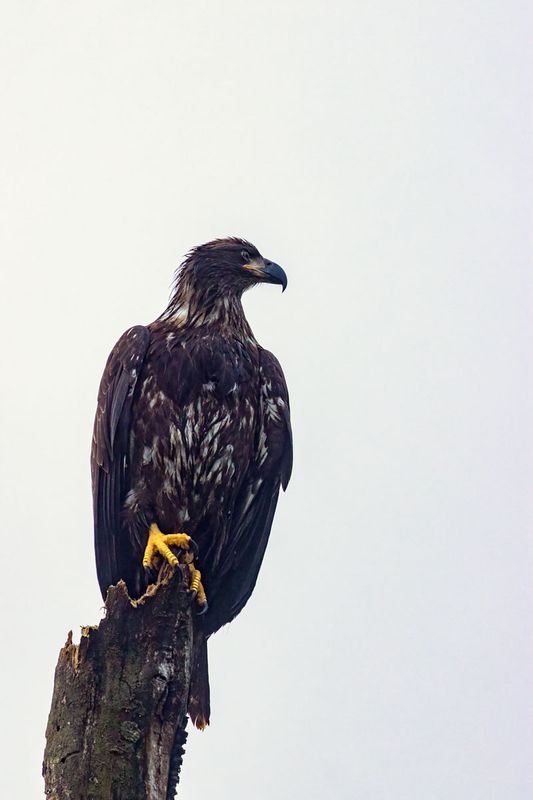 JuvenileBaldEagleRockport123024_2.jpg