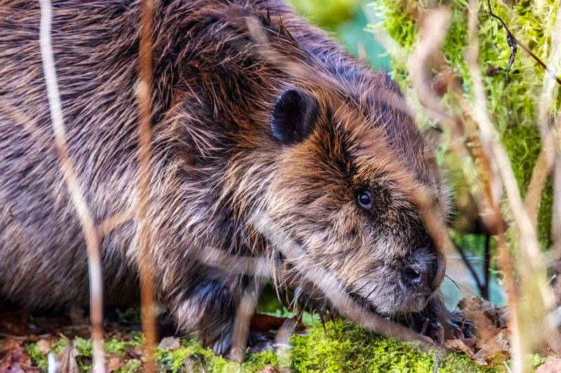 Beaver011725.jpg
