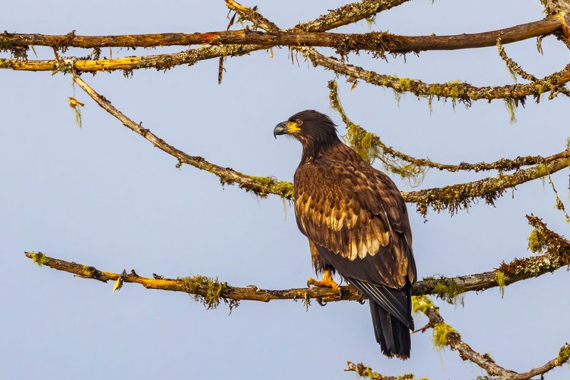 JuvenileBaldEagles011725.jpg