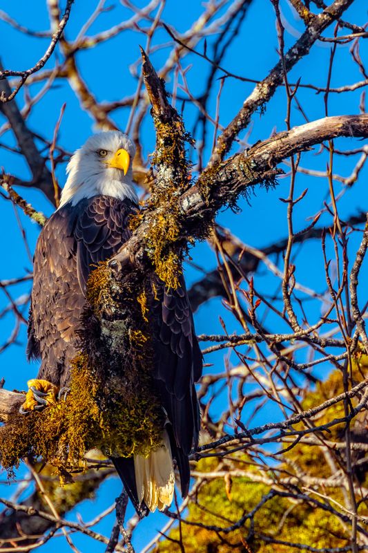 BaldEagle011925.jpg