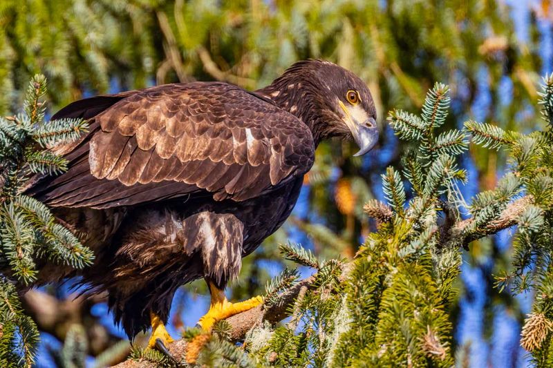 JuvenileBaldEagle012025_3.jpg