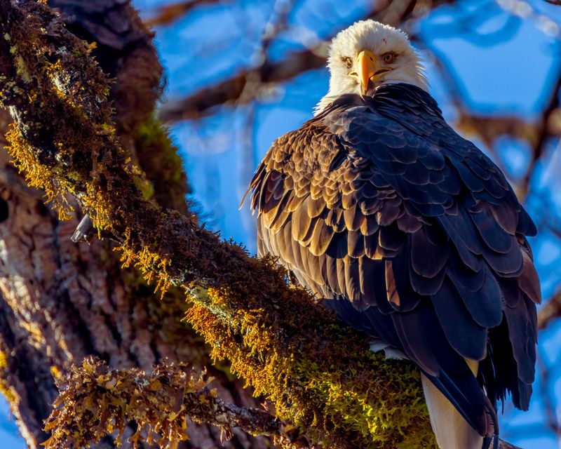 BaldEagle011925_2.jpg