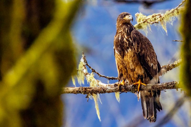 JuvenileBaldEagle012225.jpg