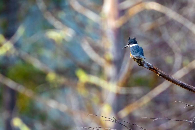 Kingfisher012225.jpg
