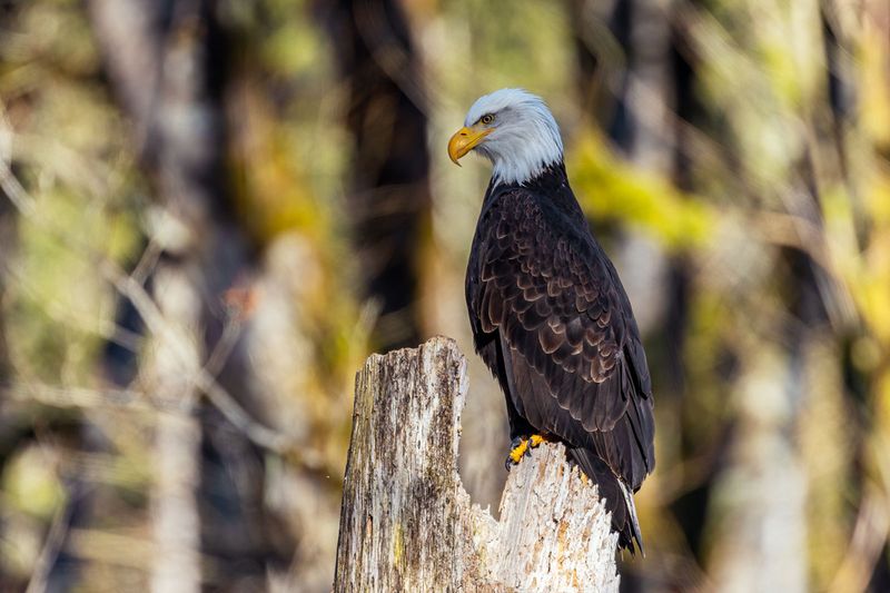 BaldEagle012425.jpg