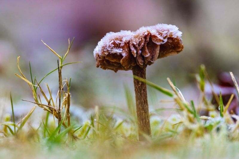mushrooms
