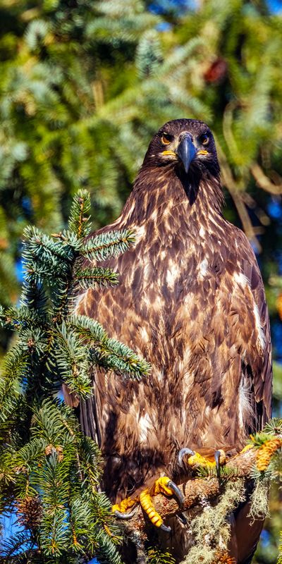 JuvenileBaldEagle012025.jpg