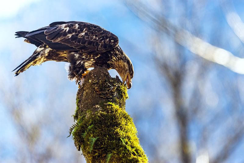 JuvenileBaldEagle012725_2.jpg