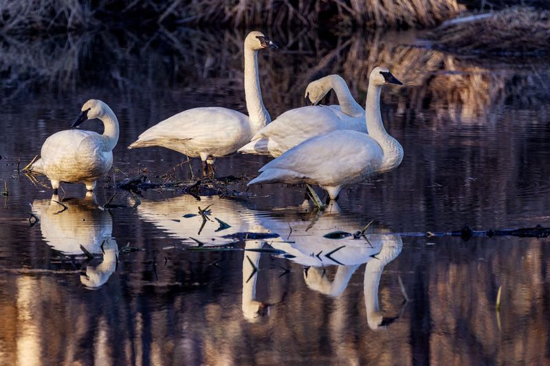 Swan012825_3.jpg