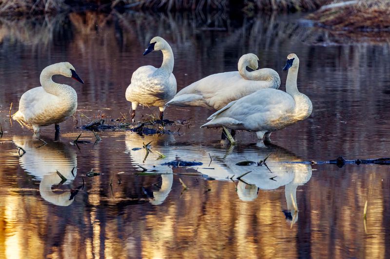 Swan012825_2.jpg