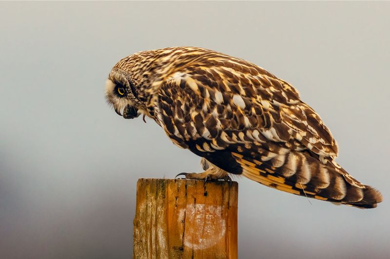 ShortearedOwlPellet013025.jpg